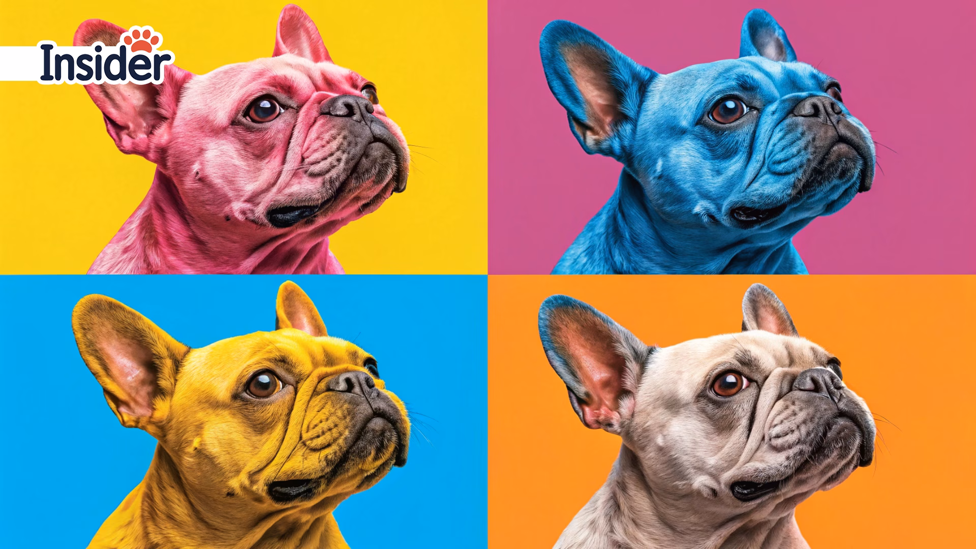 4-A-colorful-pop-art-pet-portrait-style-featuring-a-French-Bulldog-in-the-style-of-Andy-Warhol._converted