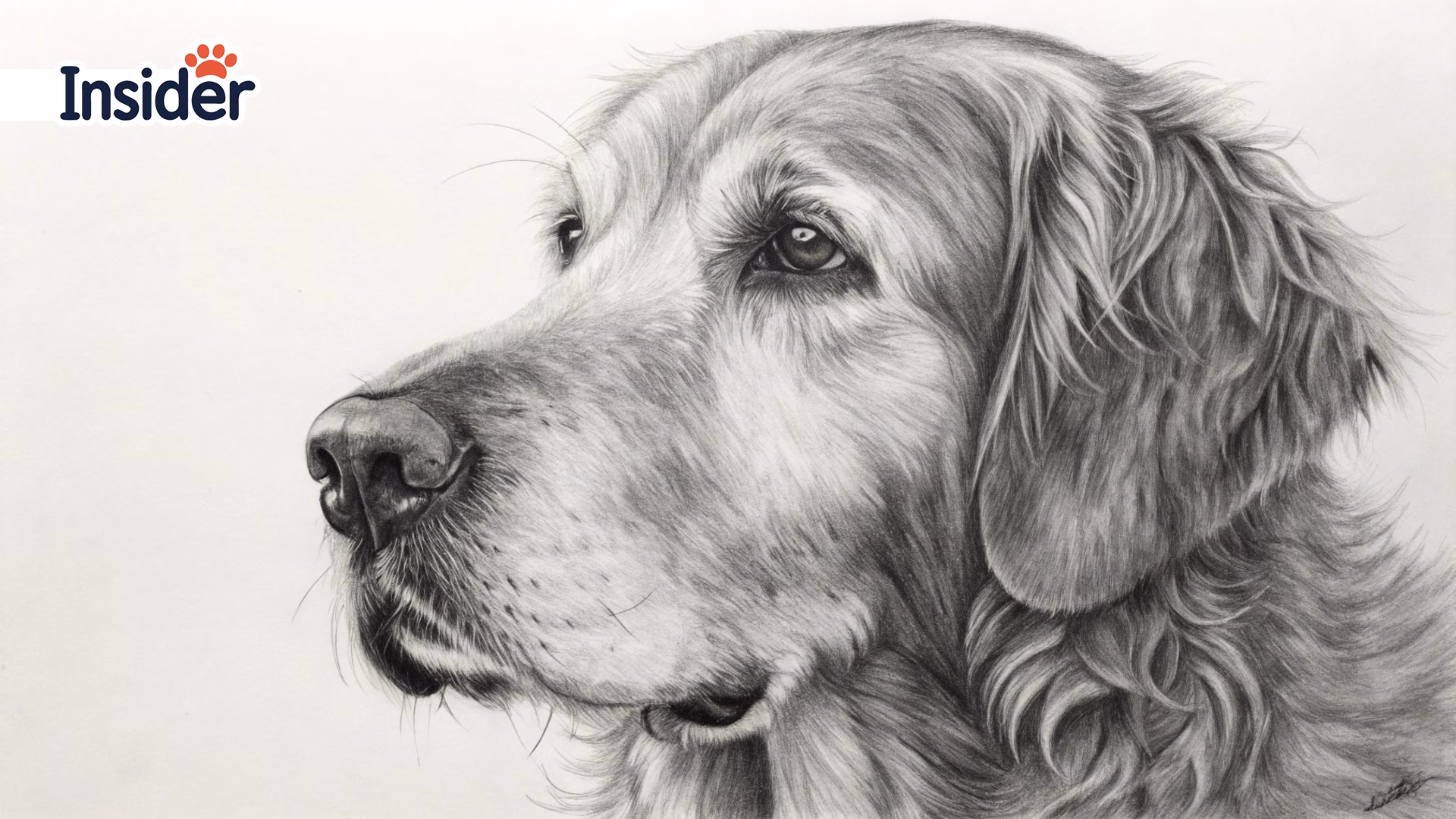 9-A-beautiful-charcoal-sketch-pet-portrait-of-an-old,-gentle-Golden-Retriever.-_converted