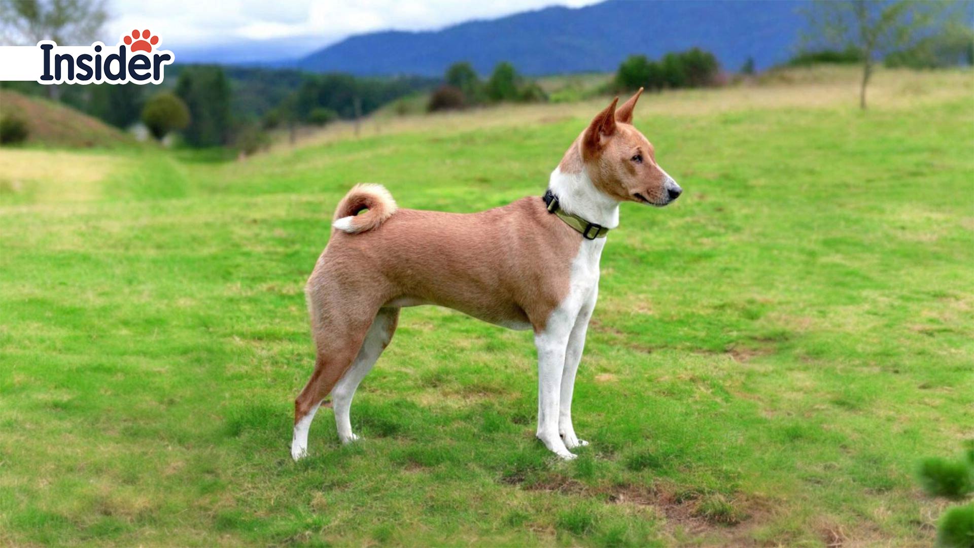 Basenji