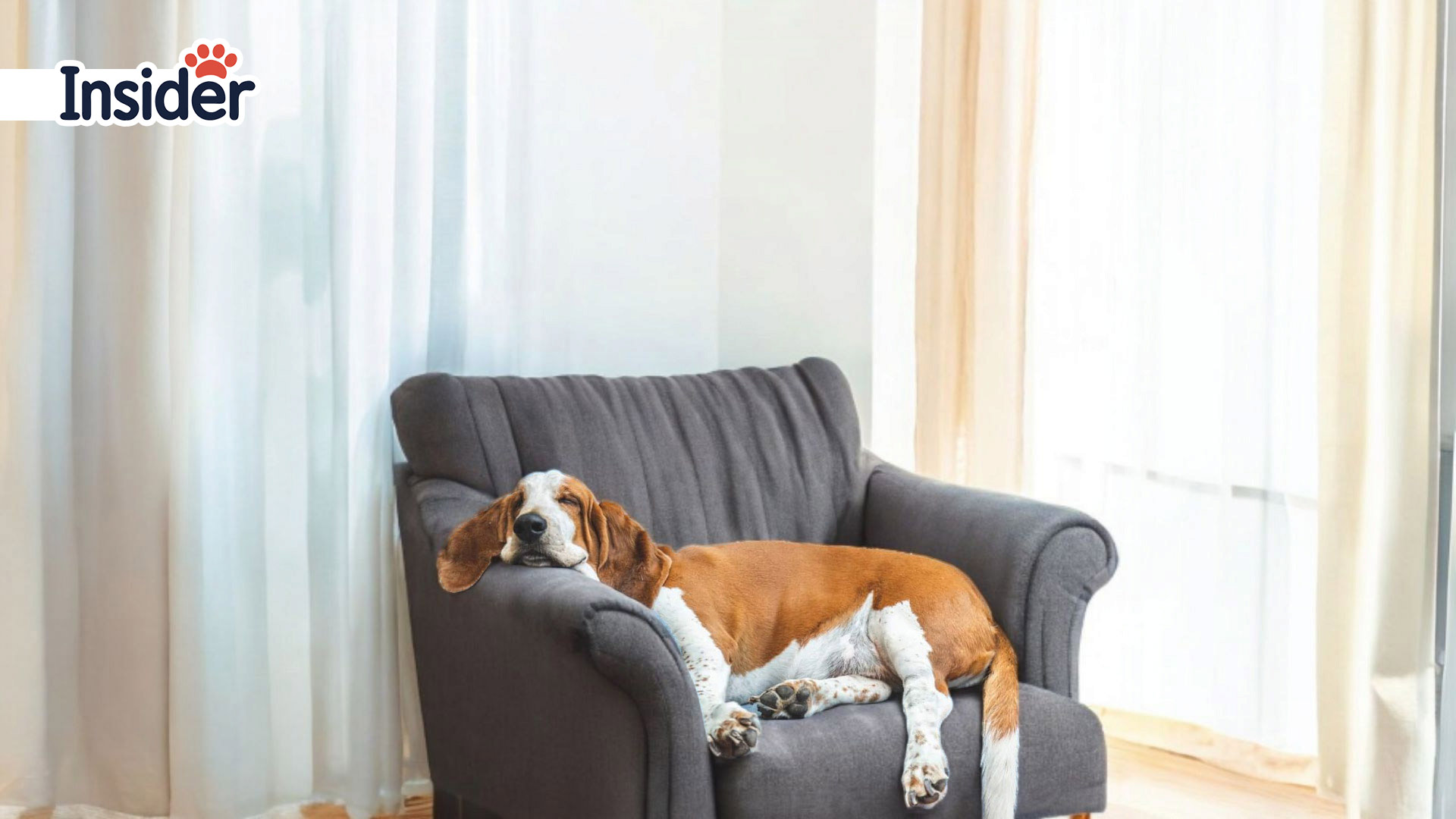 Basset Hound