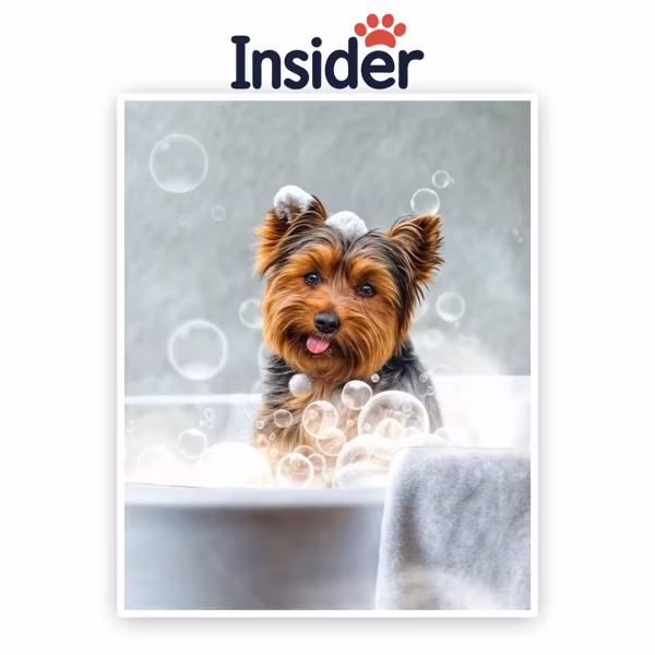 Bath Pet Memorial Canvas, Bubble Dog Portrait Art, Custom Bath Dog Artwork, Noble Pet Painting, Bath Pup from Image