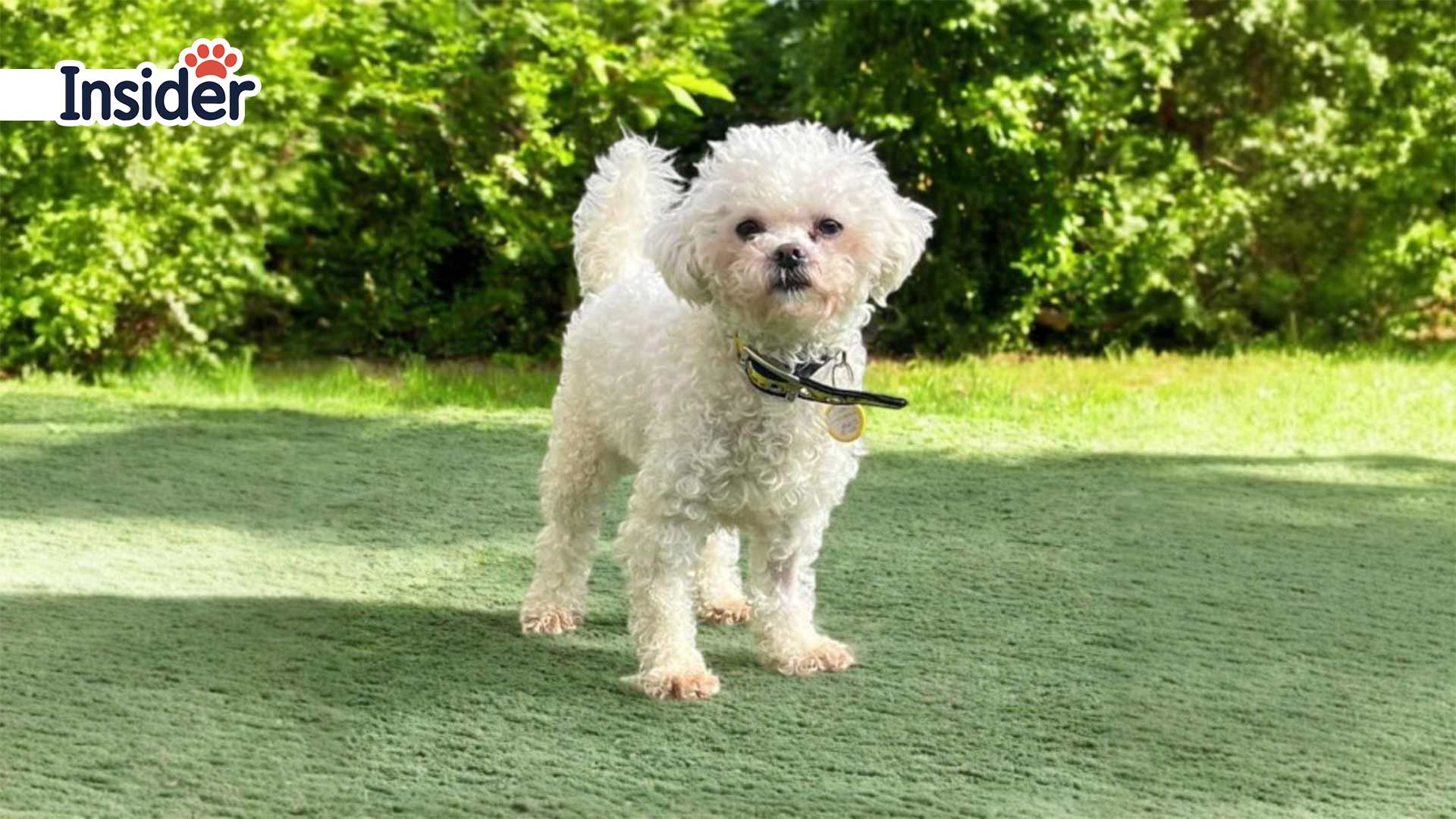 Bichon Frise