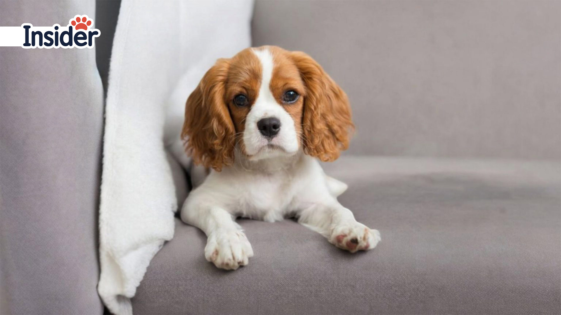 Cavalier King Charles Spaniel