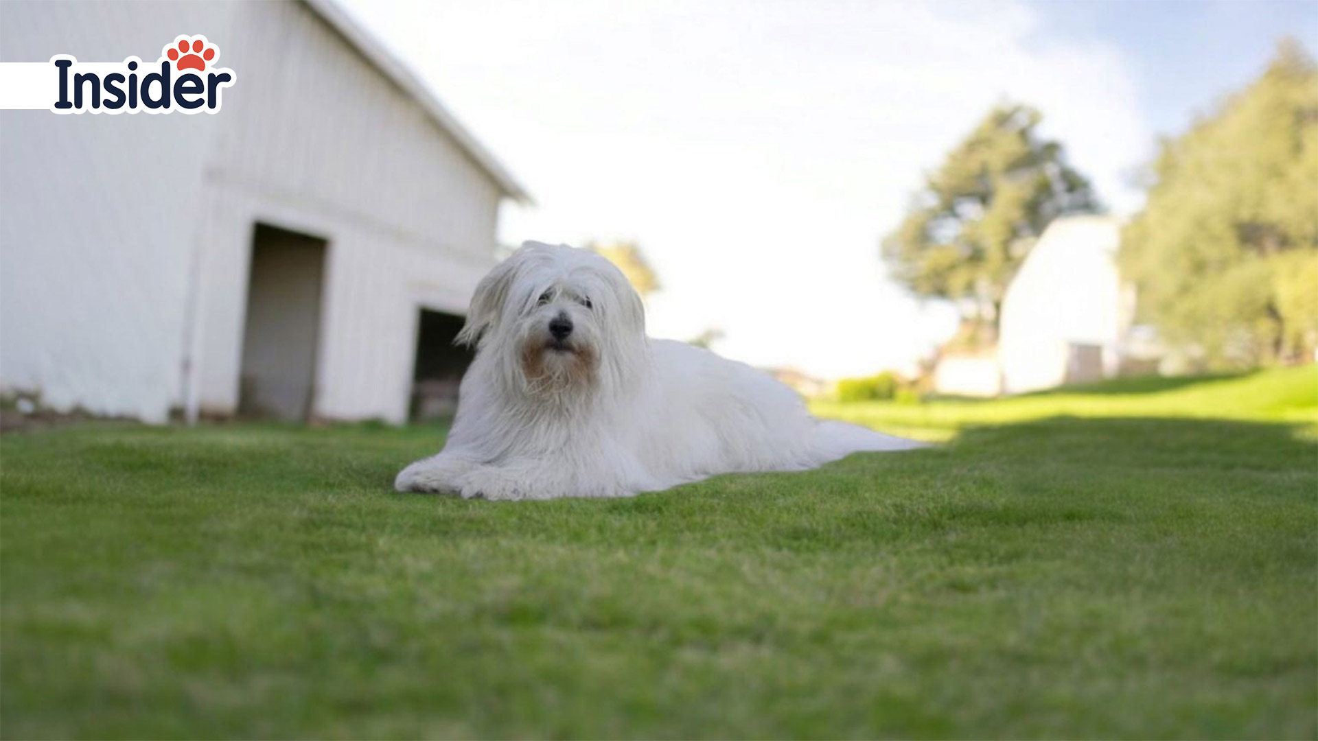 Bichon Frise