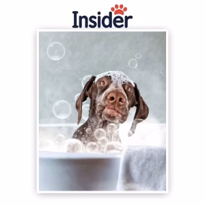 Bubble Bath Canine Art, Bubble Dog Portrait Art, Custom Bath Dog Artwork, Cozy Bath Painting, Elegant Towel Portrait