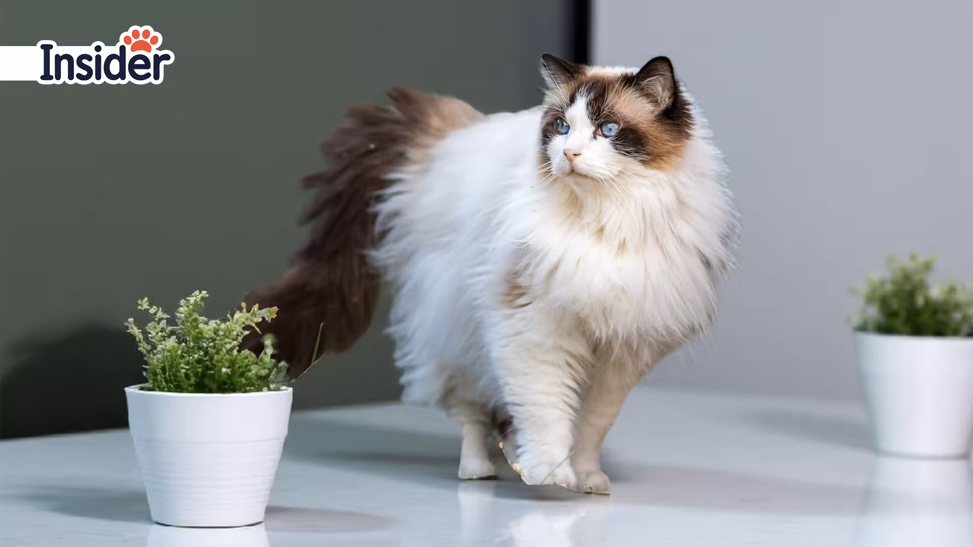 Essential Grooming Tools for Ragdoll Cats