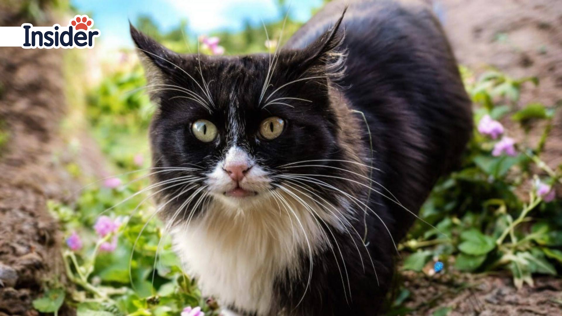 Feral Cat