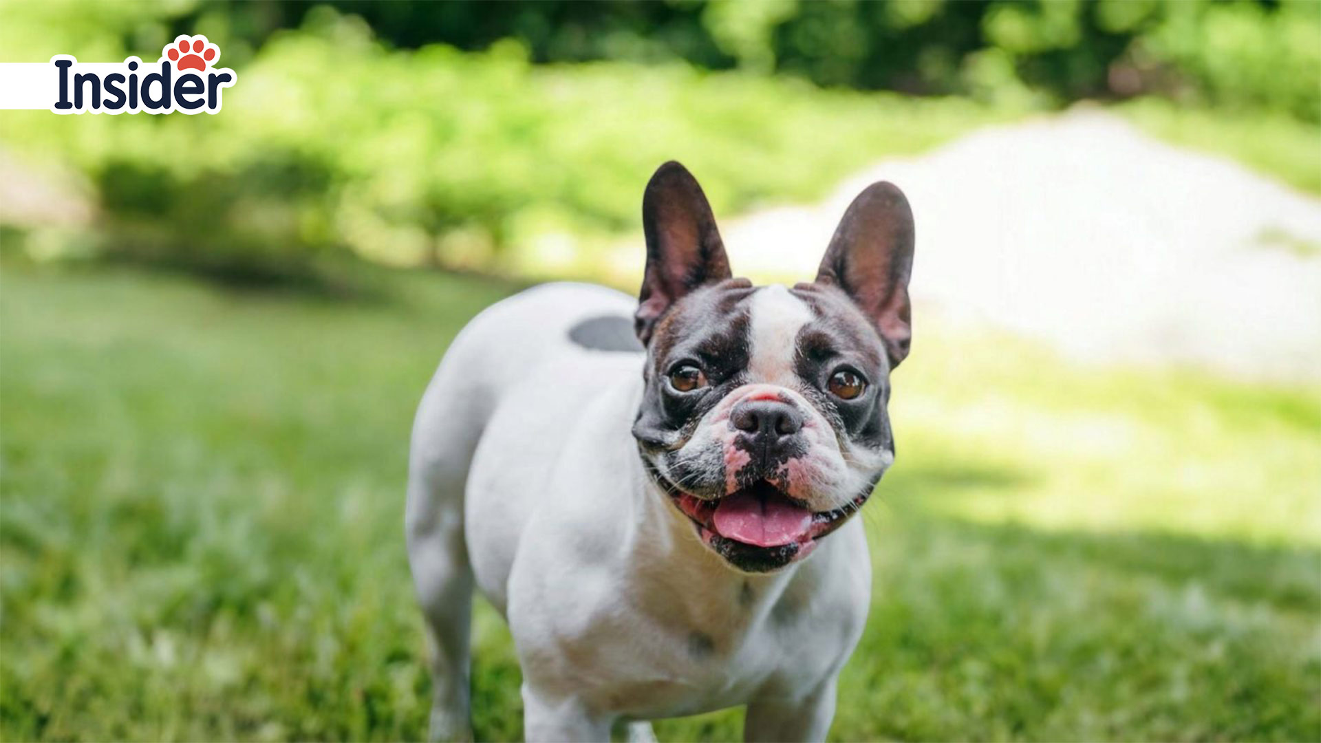 French Bulldog