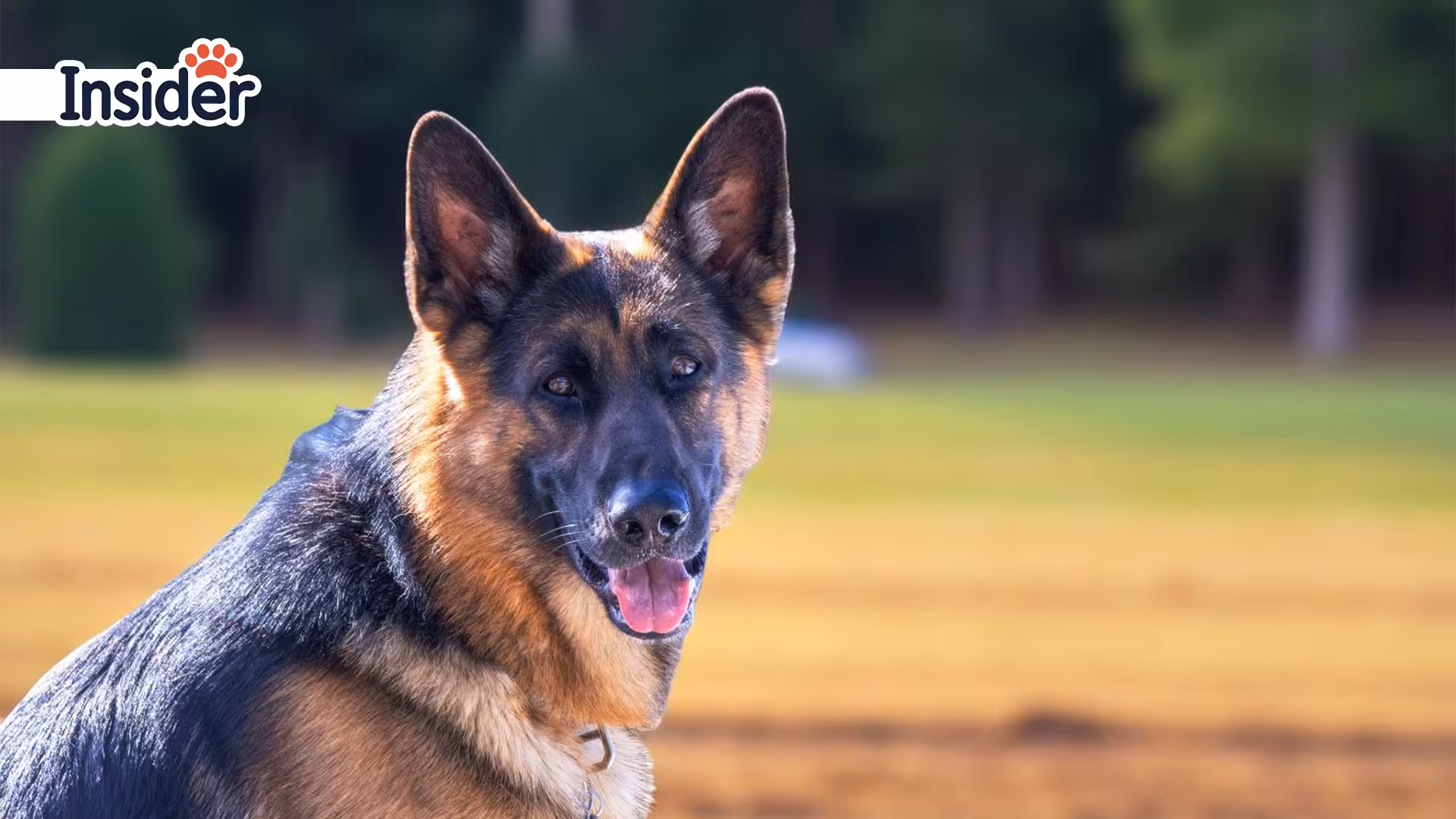 German Shepherd-Creating Exercise Schedules ThatWork