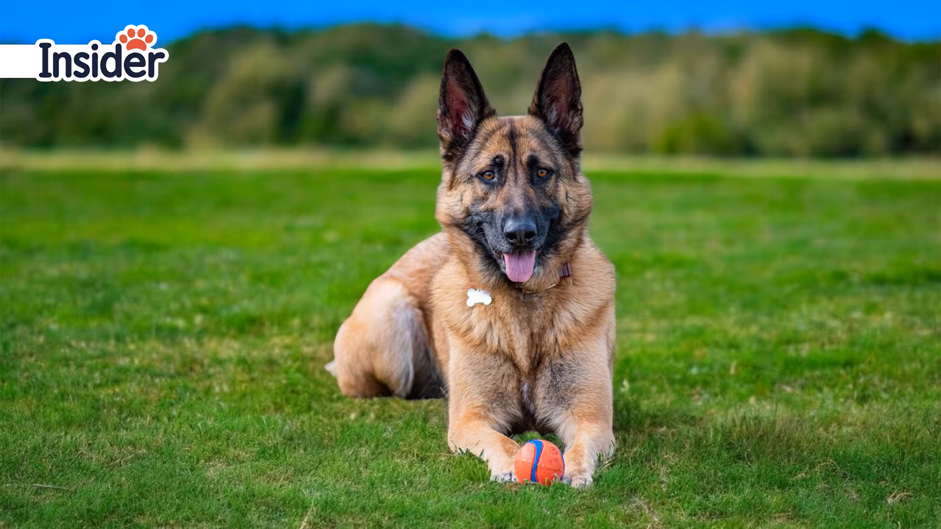 German Shepherd Age Specific Exercise Guidelines