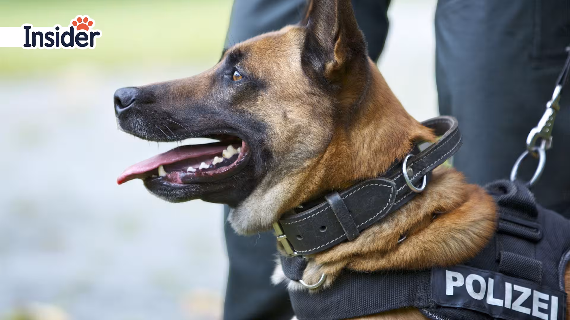 German Shepherd Daily Exercise Requirements