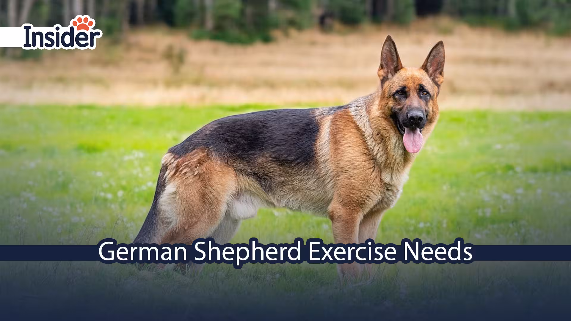 German Shepherd Exercise Needs
