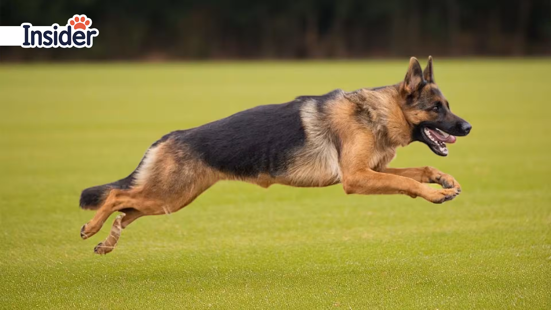 German Shepherd Physical Exercise Activities
