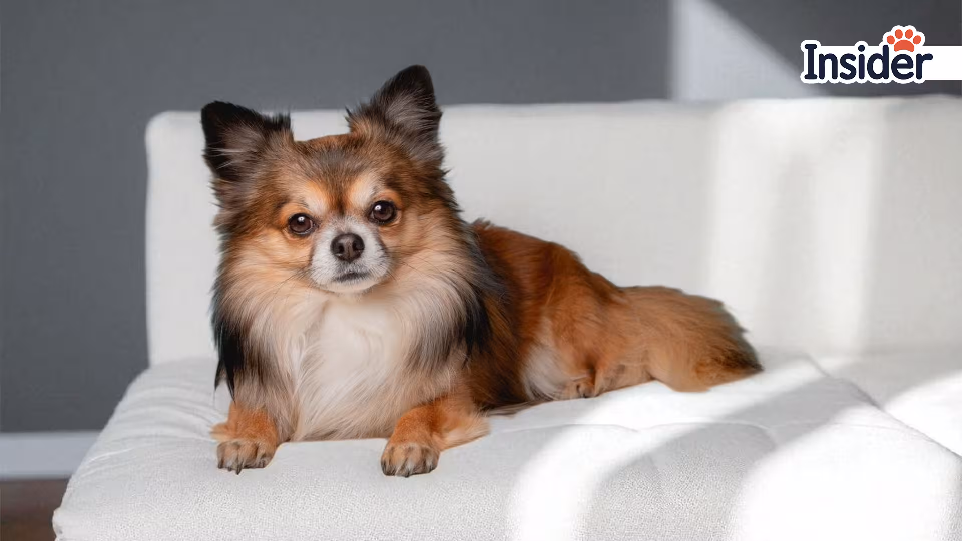 How Much Does a Pet Portrait Cost in 2025