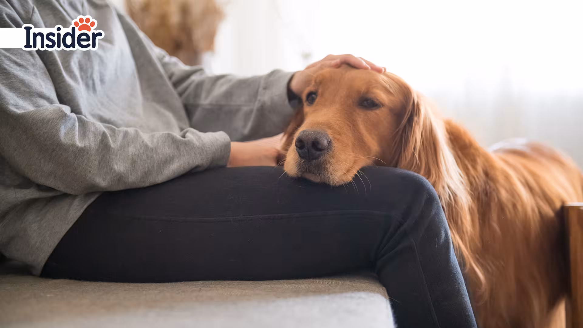 Lasting Tribute The Complete Guide to Memorial Pet Art