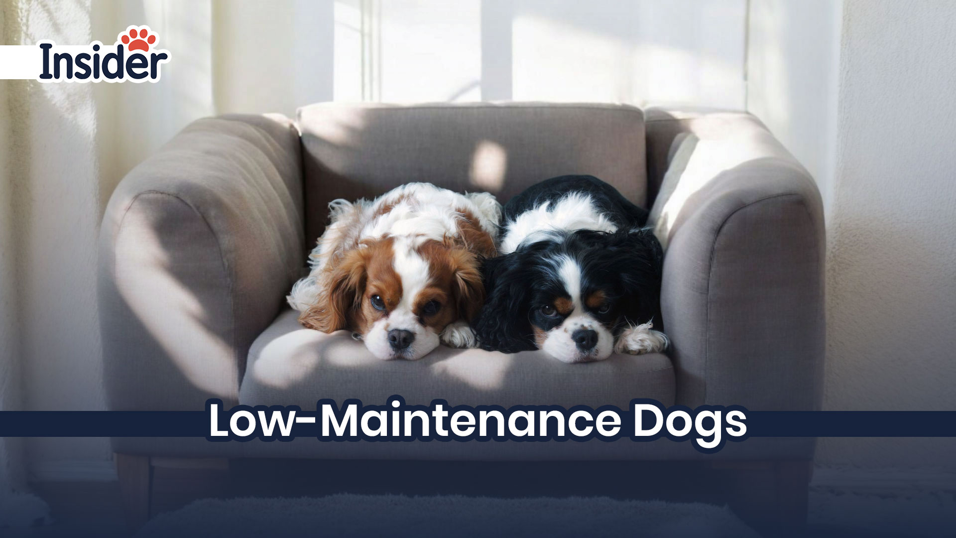 Low Maintenance Dogs