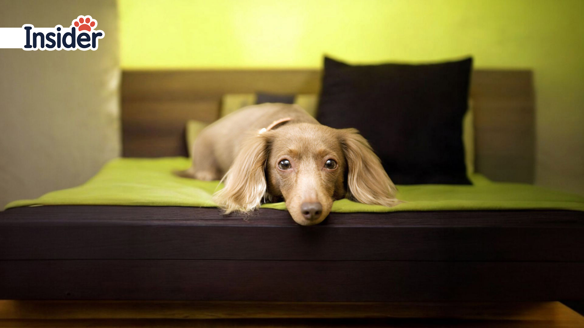 Maintenance Dog