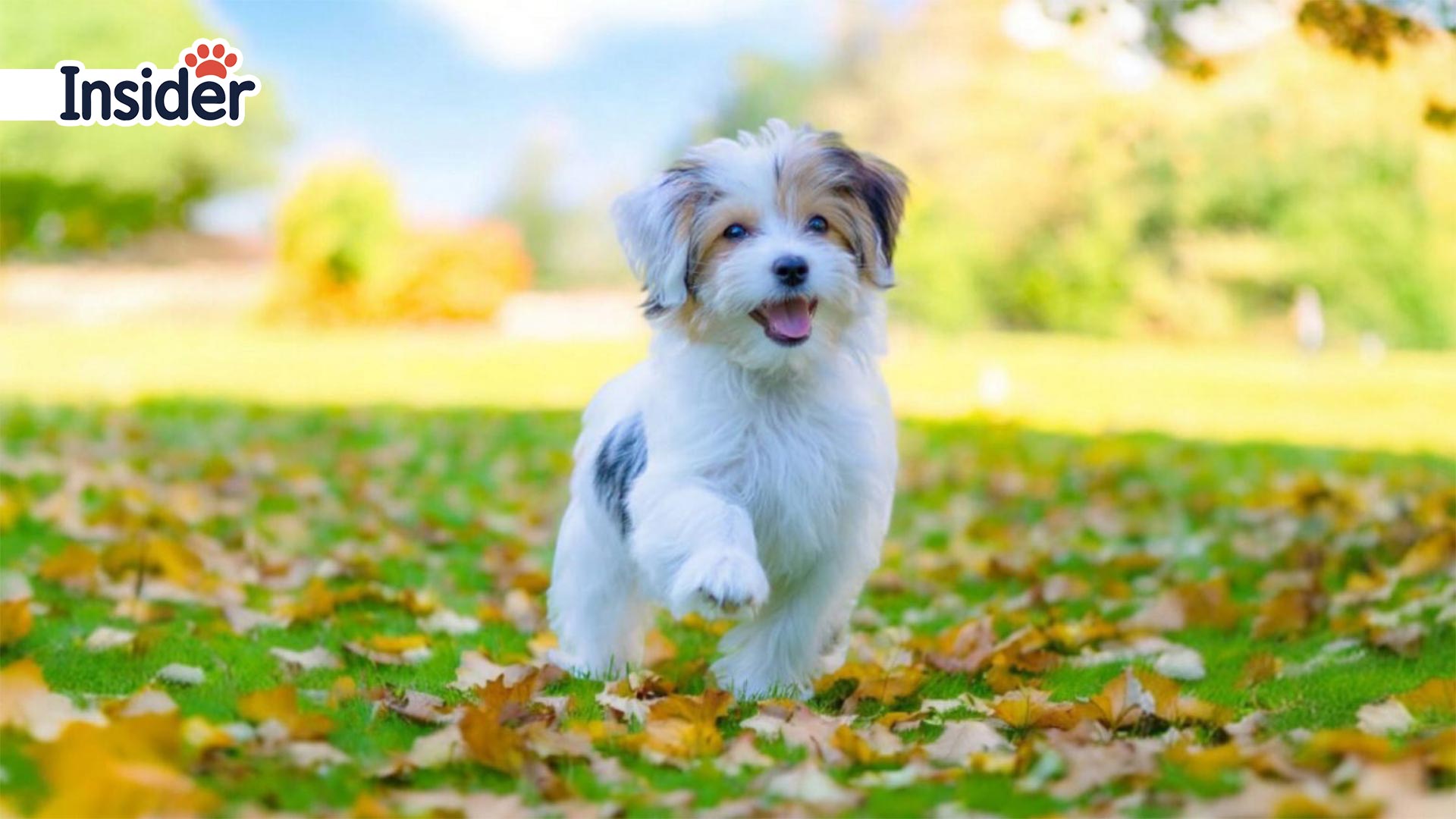 Maltese