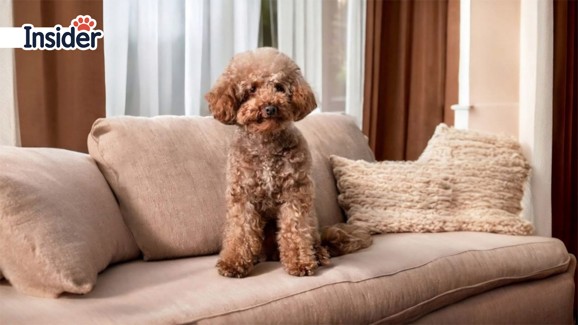 Miniature Poodle