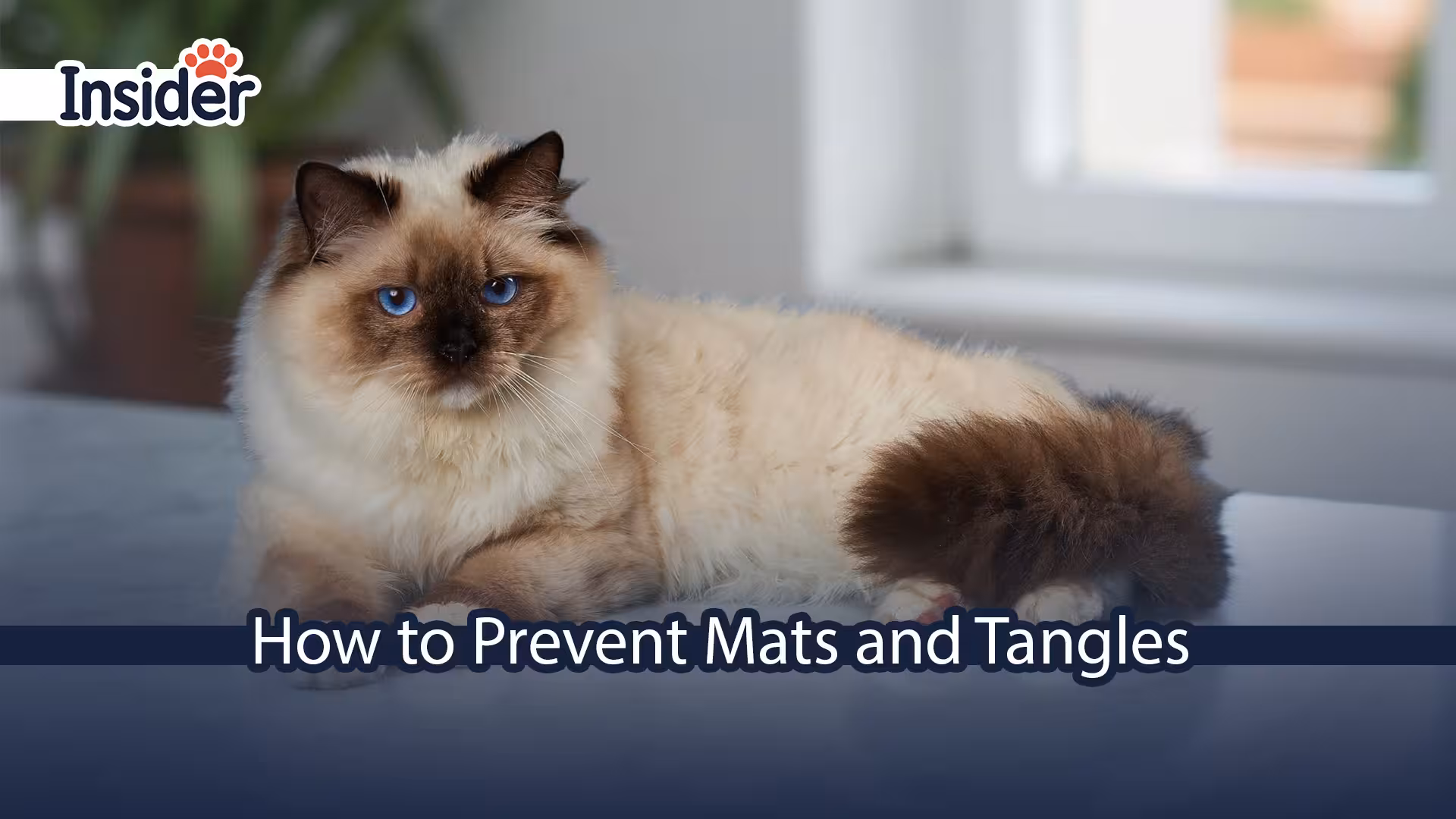 Ragdoll Cat Fur Care How to Prevent Mats and Tangles