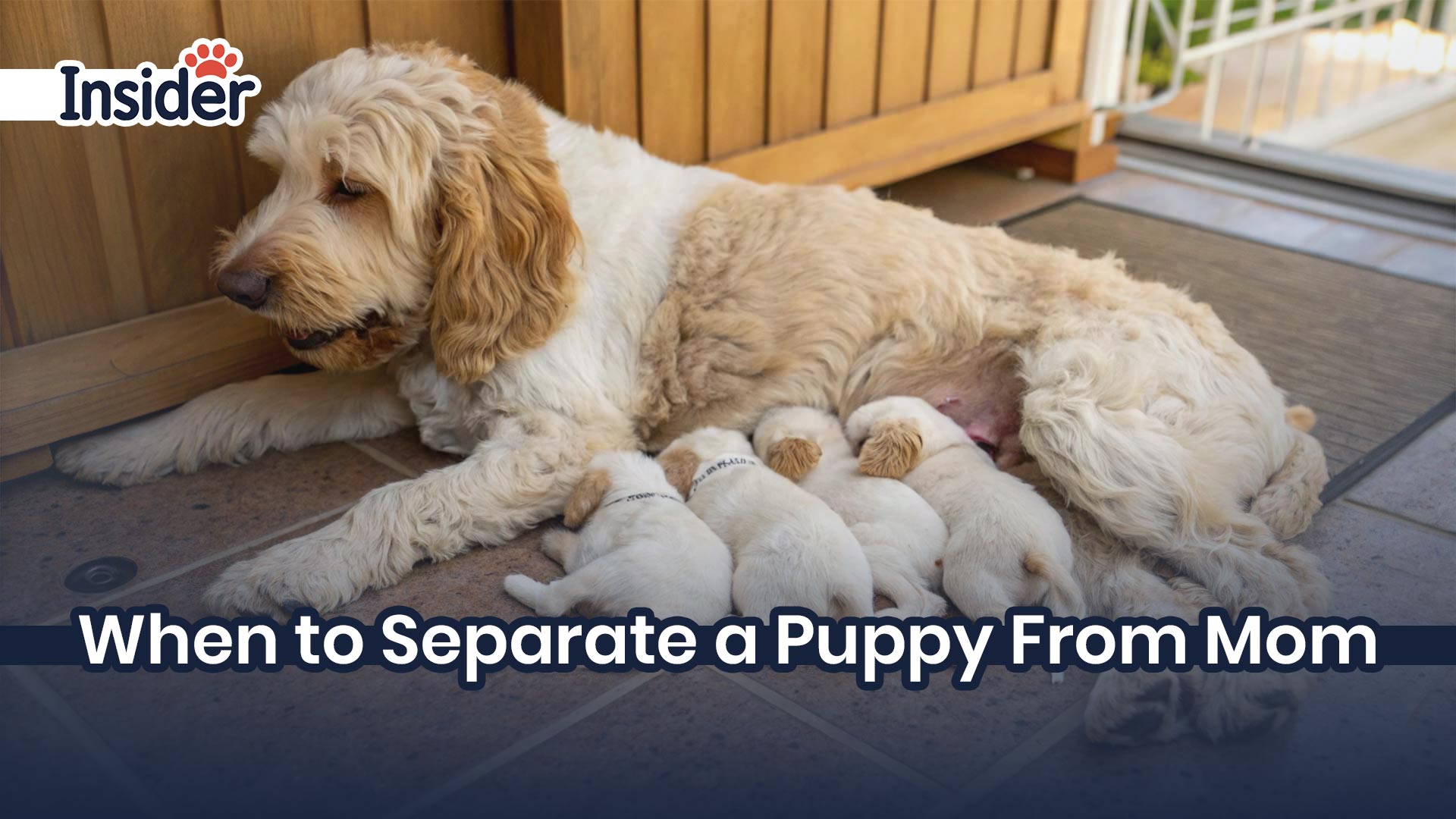 When To Separate a Puppy From Mom
