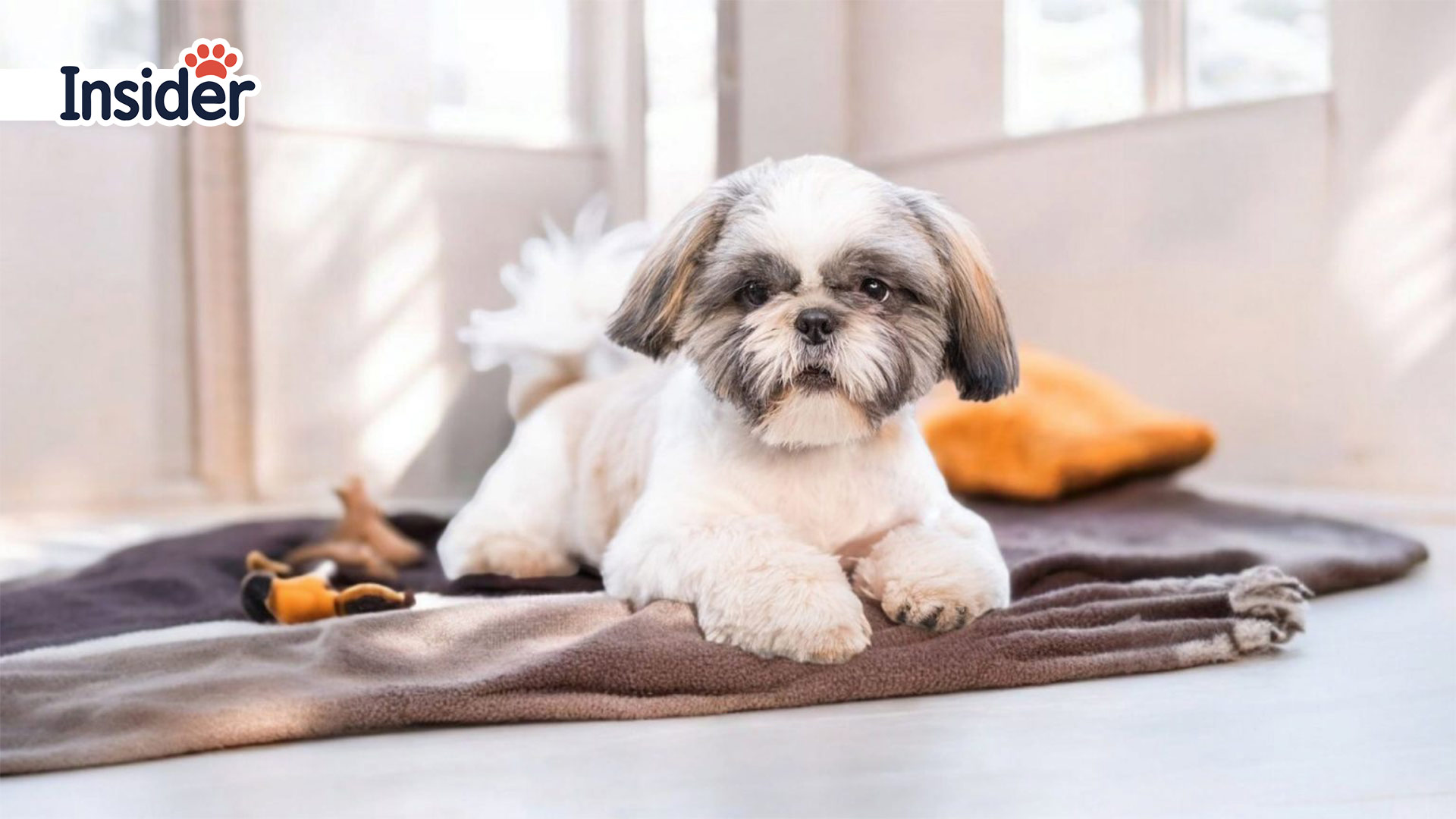 Shih Tzu
