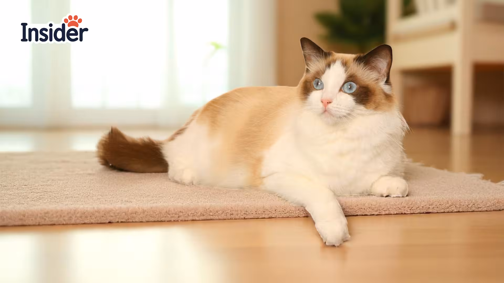 Tackling the Toughest Tangles How to Deal with Matted Fur
