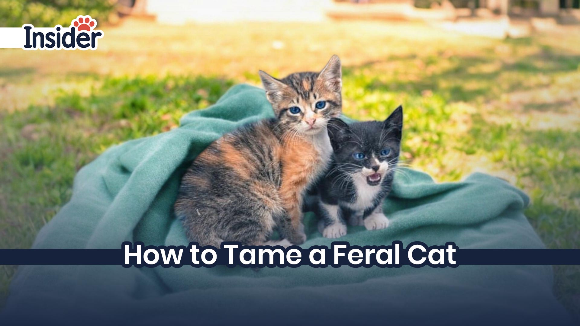 How to Tame a Feral Cat