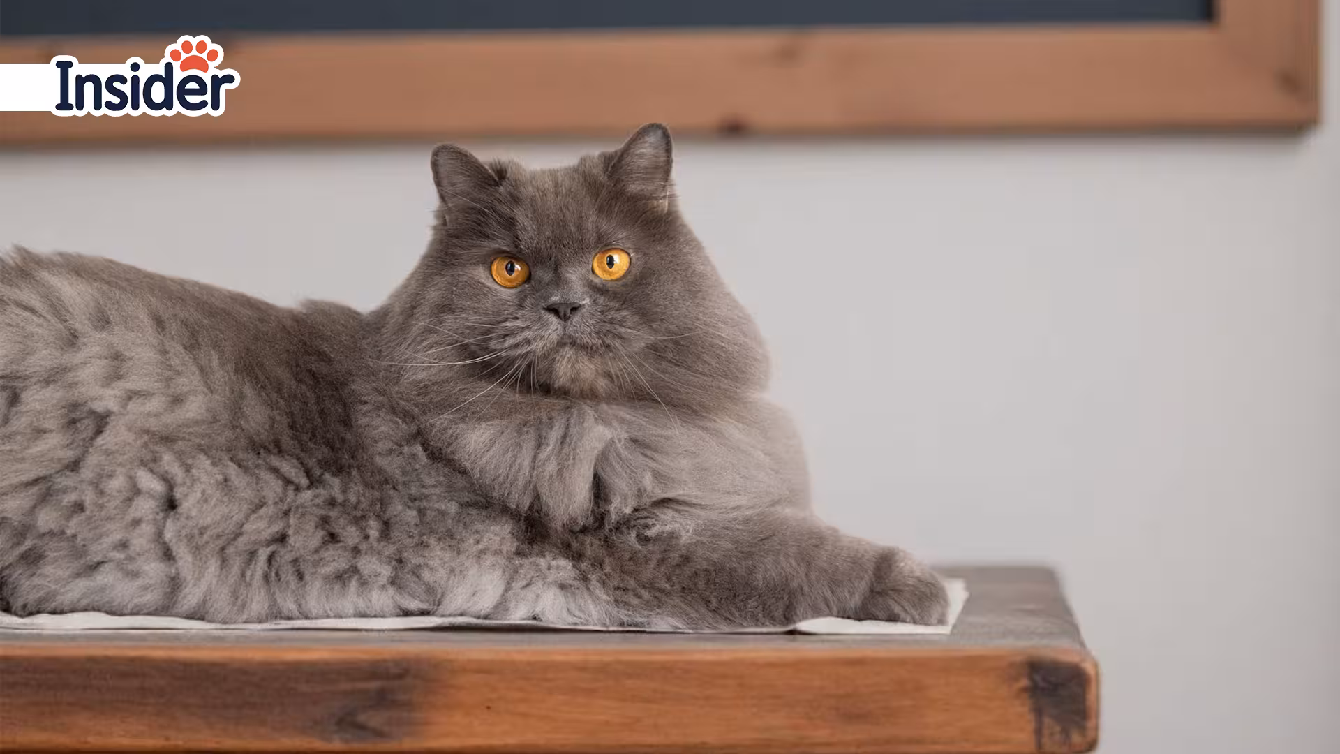 The Best Toys for Persian Cat Breeds Age-Specific Toy Recommendations