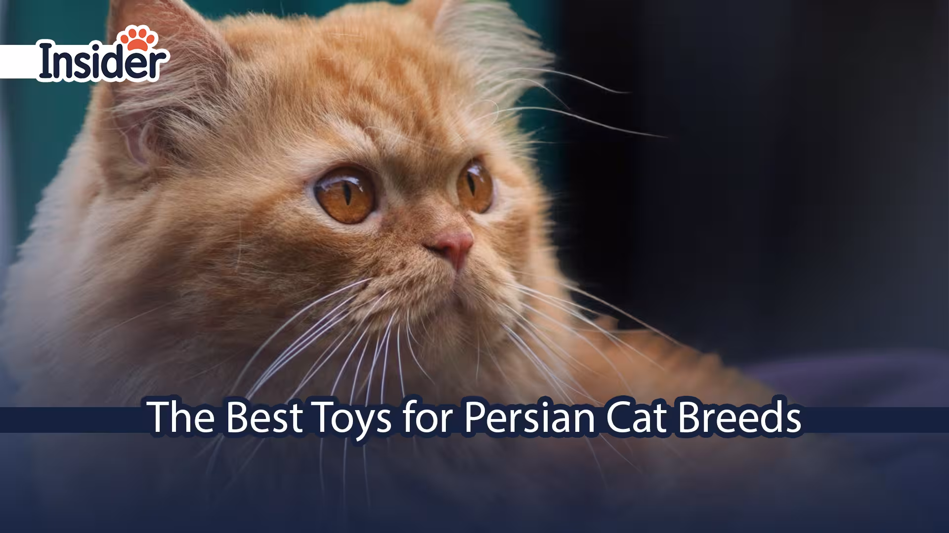 The Best Toys for Persian Cat Breeds