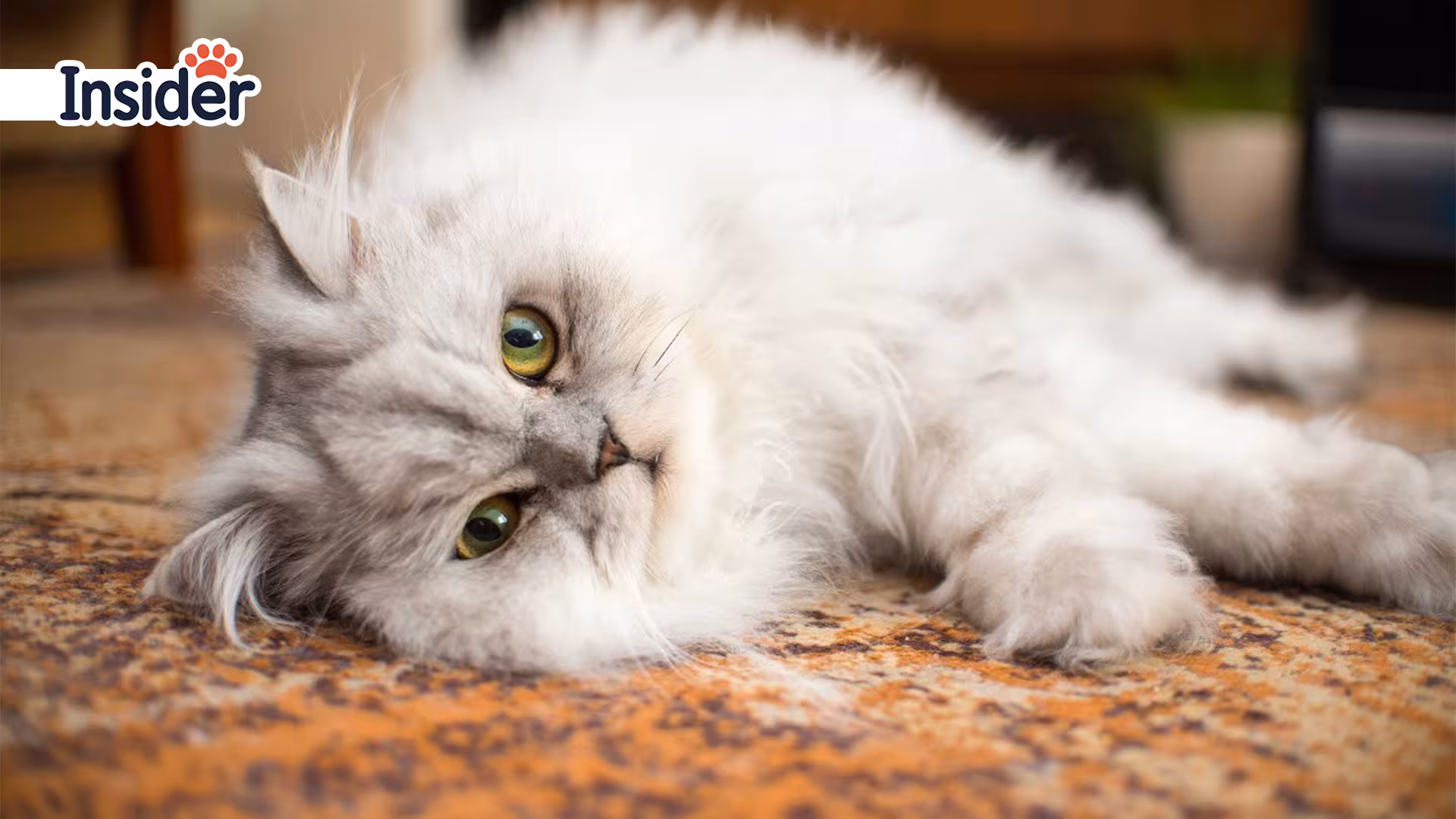 The Best Toys for Persian Cat BreedsElectronic and High-Tech Toys