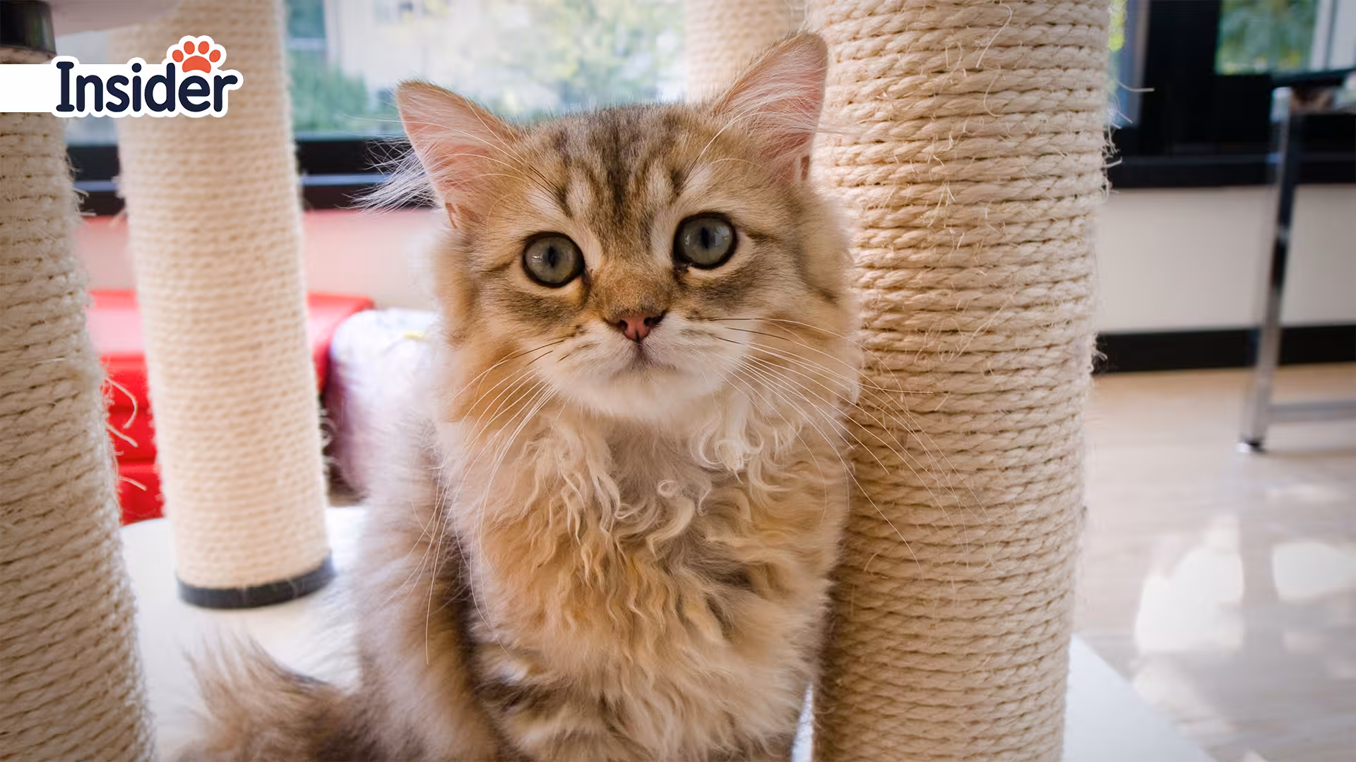 The Best Toys for Persian Cat BreedsInteractive Toys