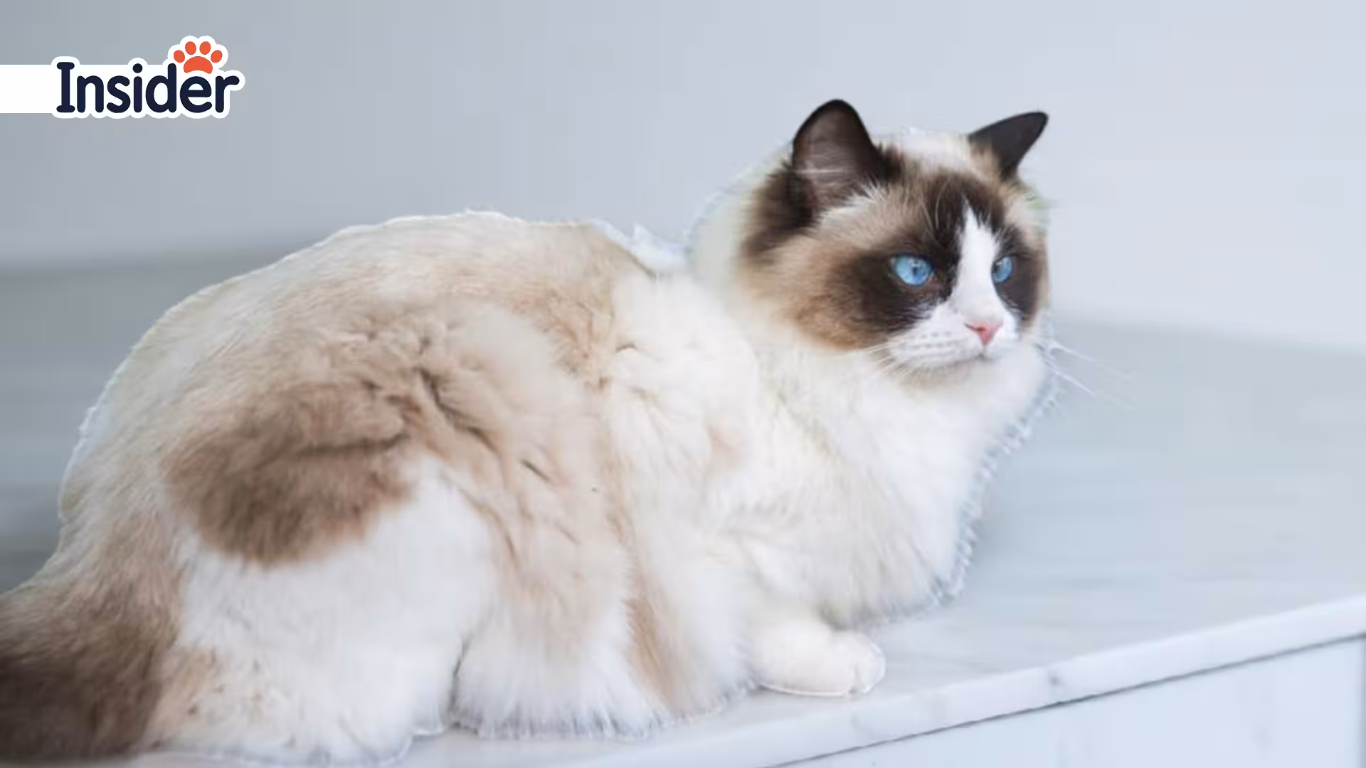 The Role of Bathing in Ragdoll Coat Care