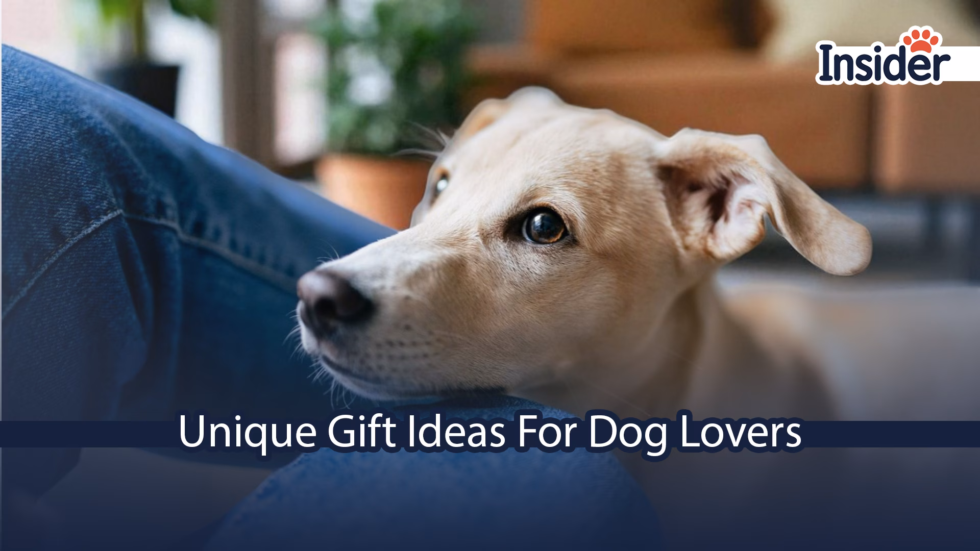 Unique Gift Ideas for Dog Lovers