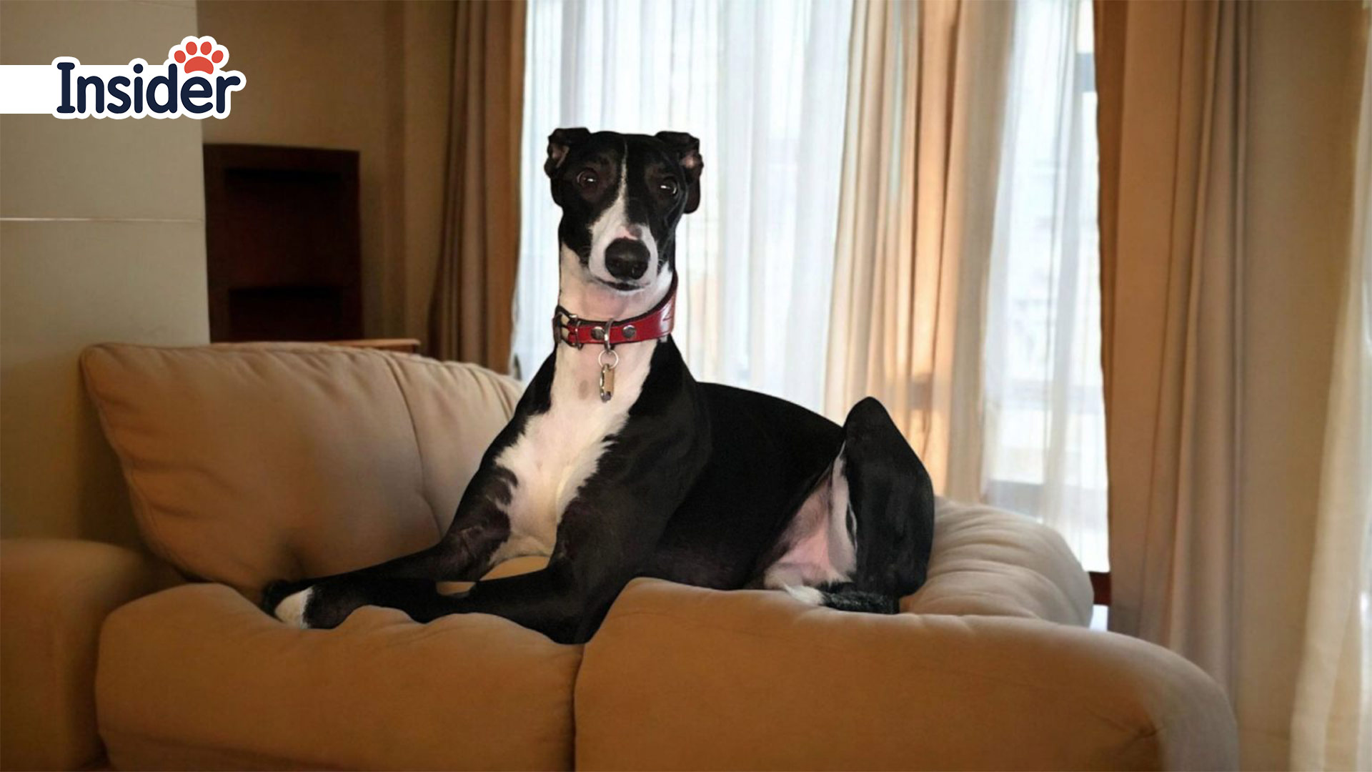 Whippet