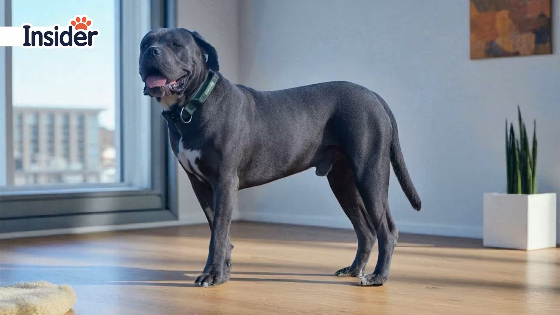 Why Pet Portraits Are More Than Just Pictures