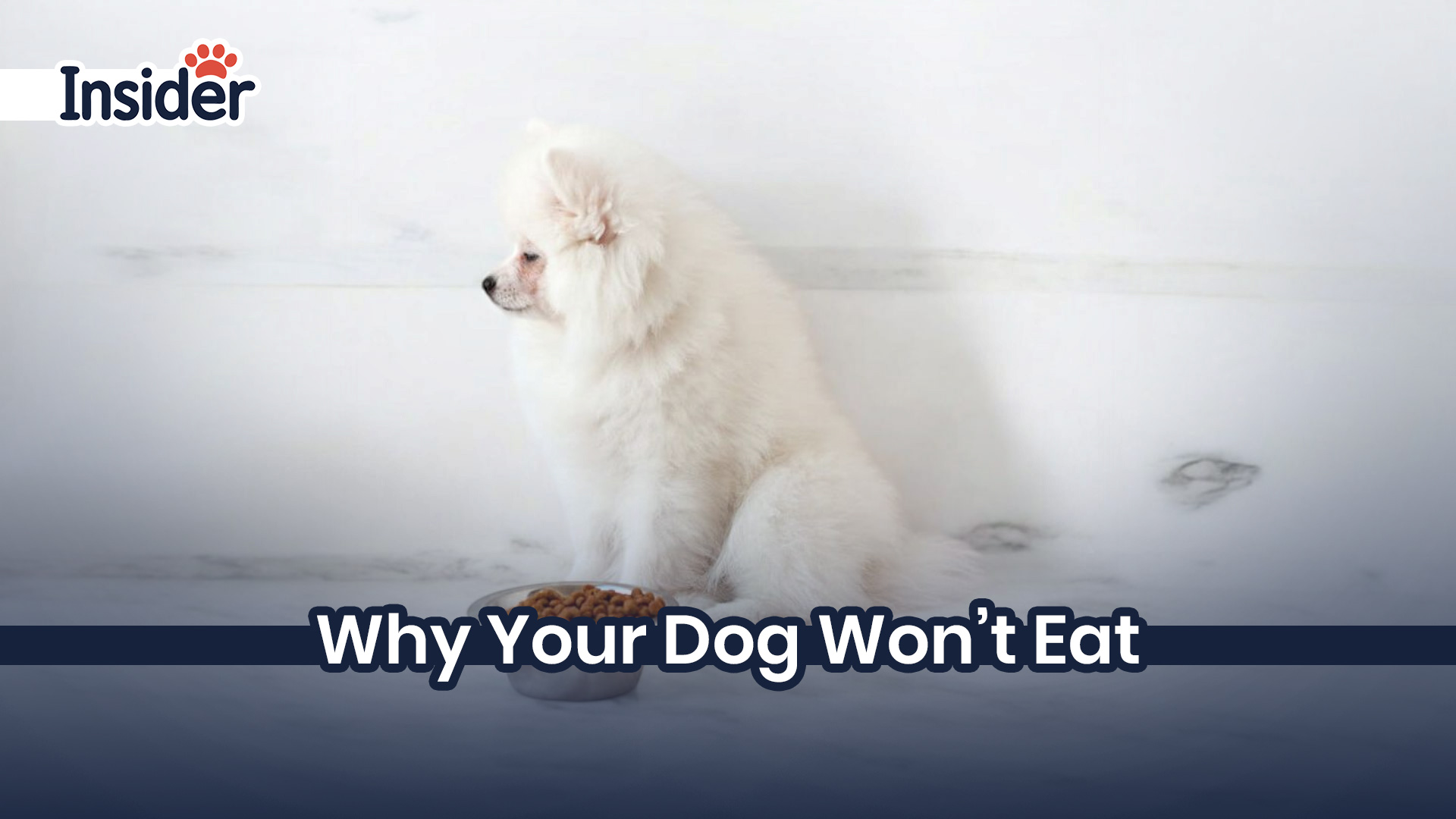 Why Your Dog Won't Eat