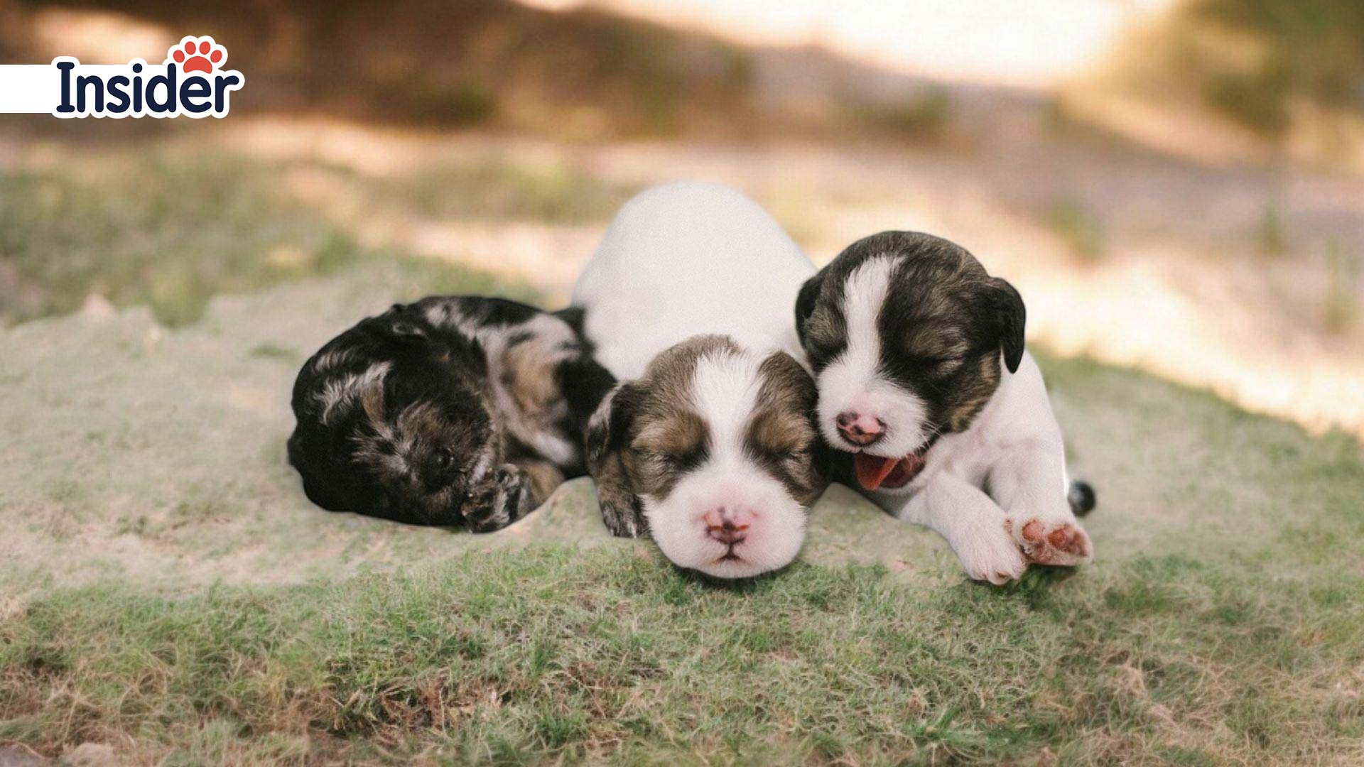 baby dogs sleeping