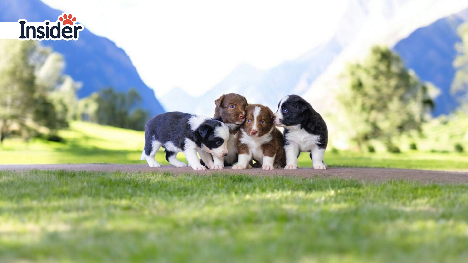 baby dogs standing