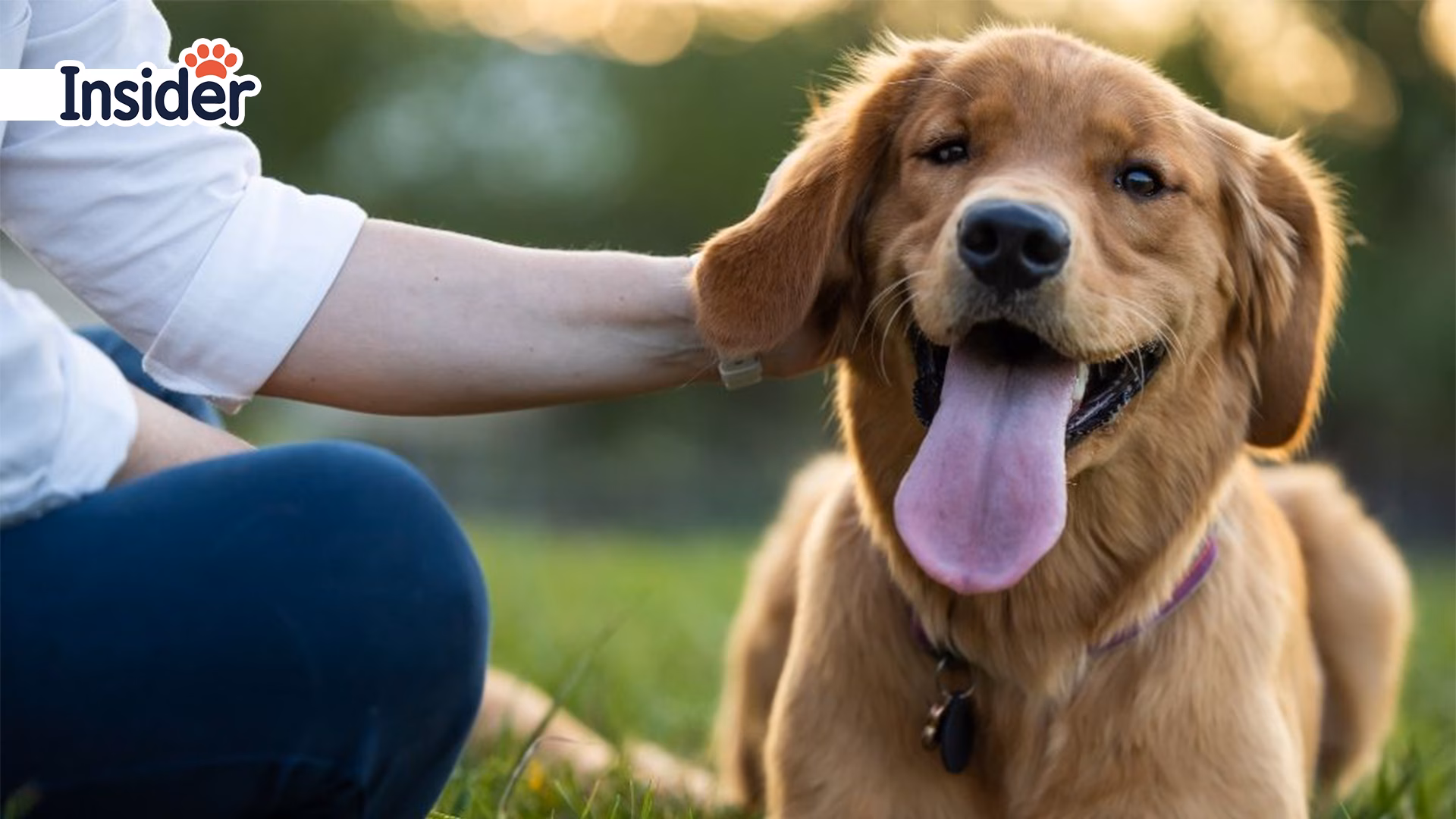 Beyond the Leash: Gifts That Capture Their One-of-a-Kind Personality Unique Gift Ideas for Dog Lovers